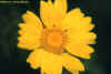 44chrysanthemun.JPG (32552 bytes)