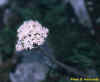 valeriana.JPG (23308 bytes)