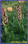 orhidea.jpg (58899 bytes)